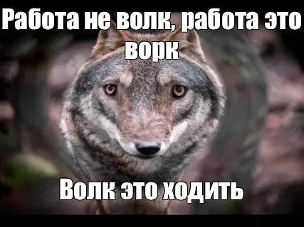Да это волк