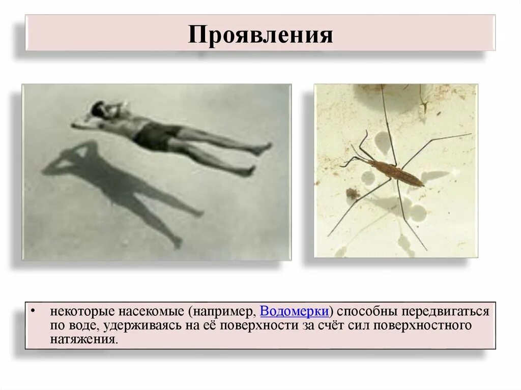 Поверхностное натяжение животные. Поверхностное натяжение водомерка.