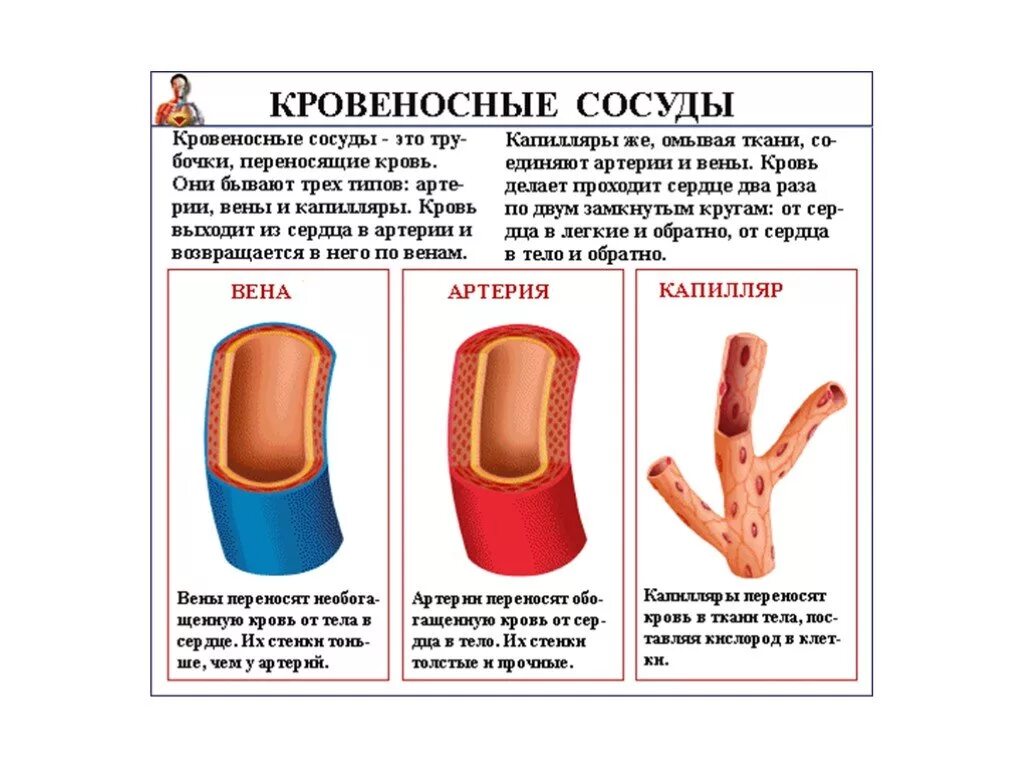 Строение и функции сосудов артерий вен капилляров. Кровеносные сосуды и их характеристика. Типы кровеносных сосудов и их строение. Строение сосудов артерия Вена капилляр. Артерии и вены функции