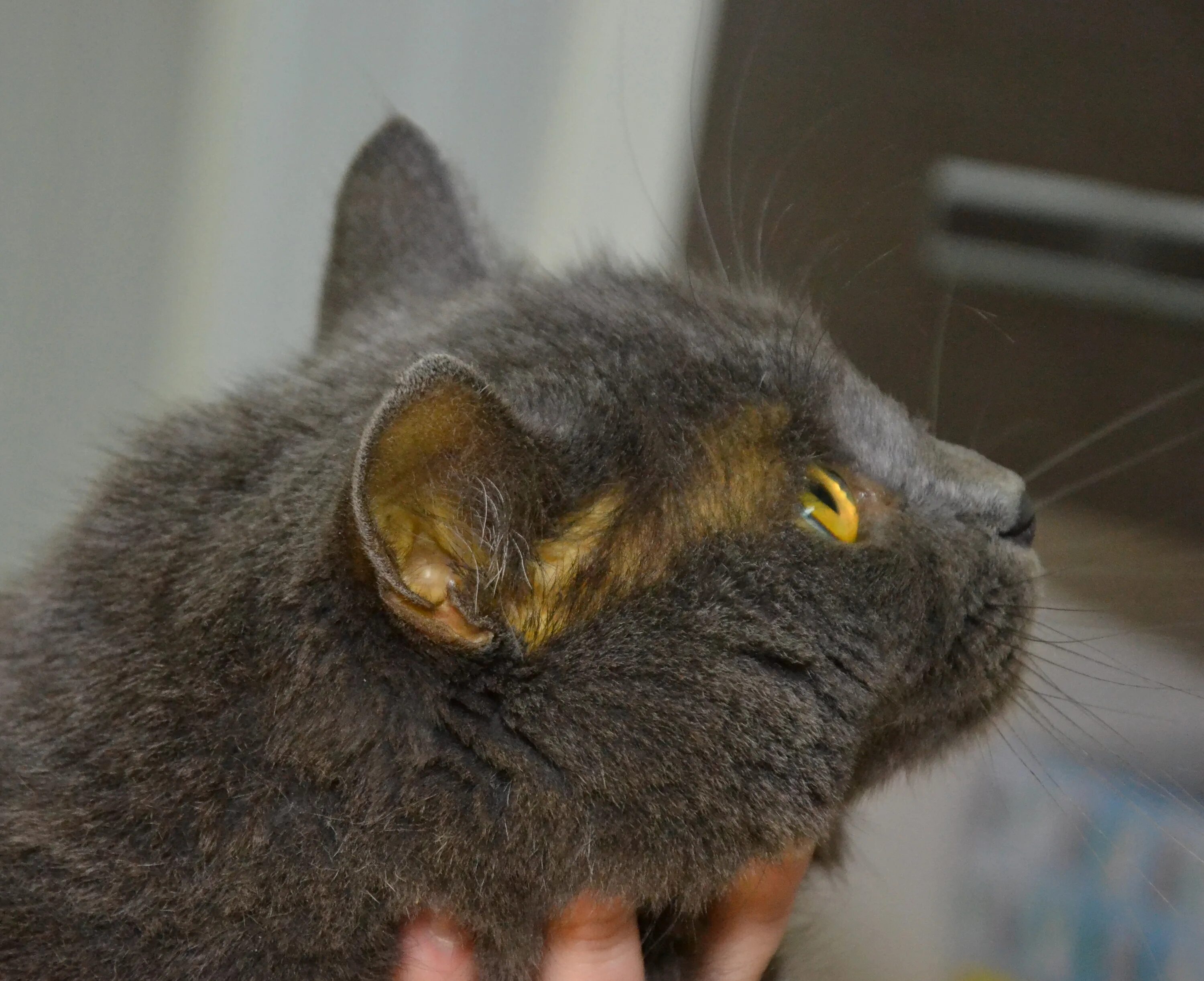 Иктерогеморрагический лептоспироз. Желтушность слизистых оболочек у животных. Лептоспироз животных симптомы. Пироплазмоз желтушность. Лептоспироз ветеринария.