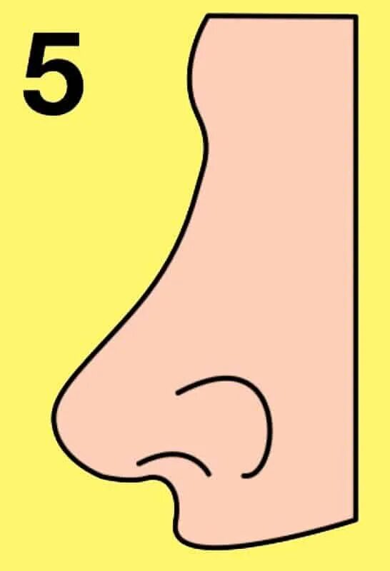 Nose shapes