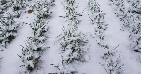 Культуры под зиму