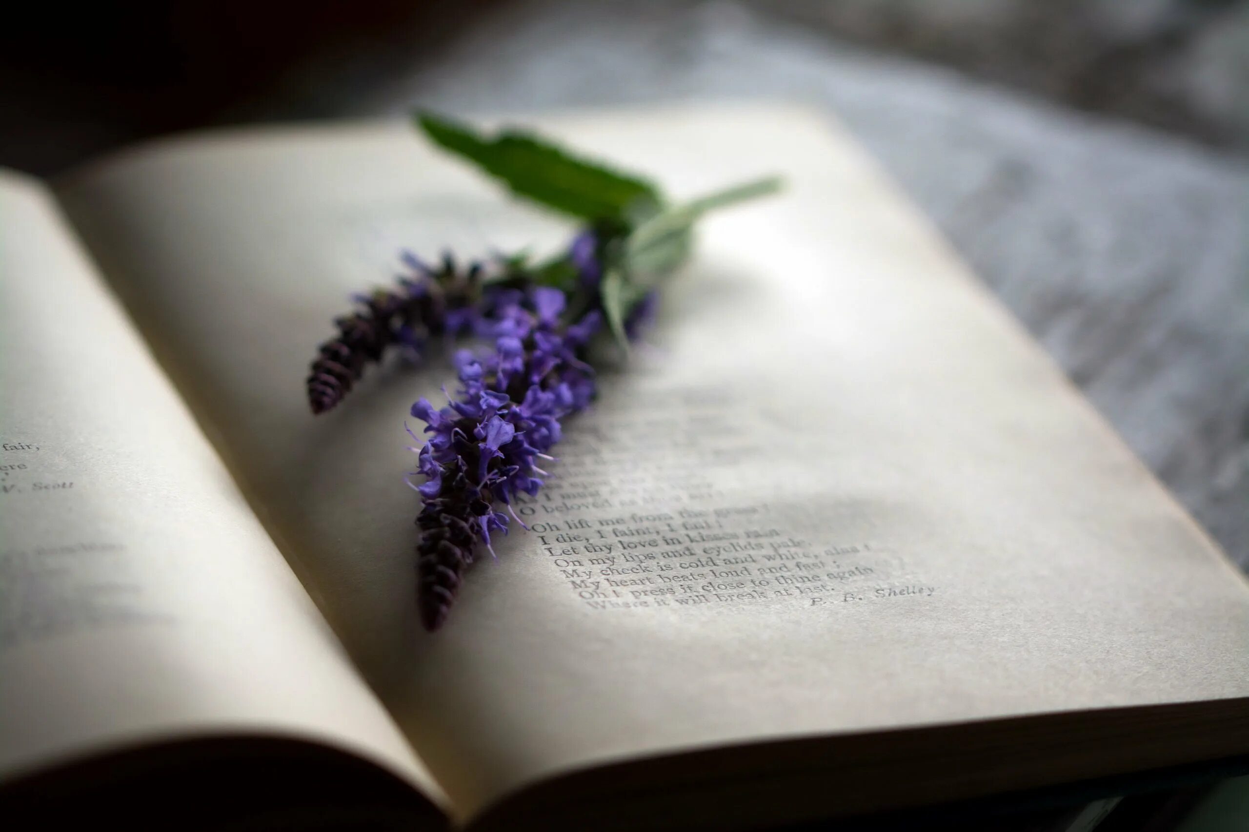 Поэзия. Книга с цветами. Книга цветы. Эстетика книг и цветов.