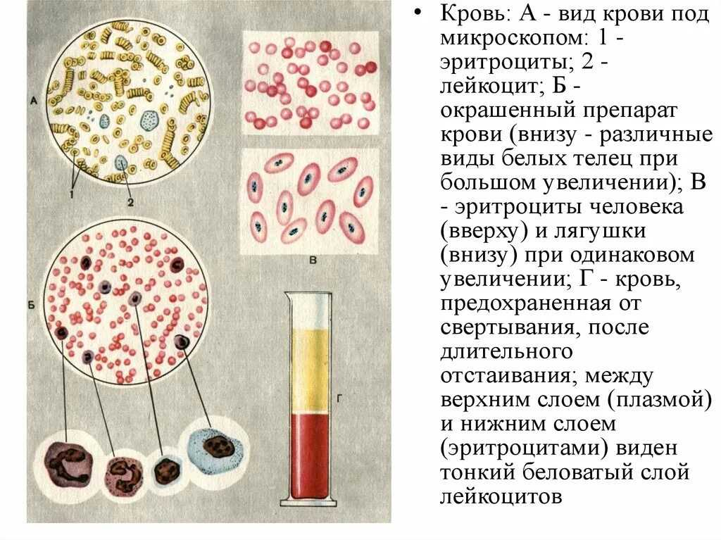 Препарат крови тест. Мазок крови лягушки описание препарата. Кровь человека препарат описание. Кровь лягушки гистология препарат. Препарат крови лягушки лейкоциты.