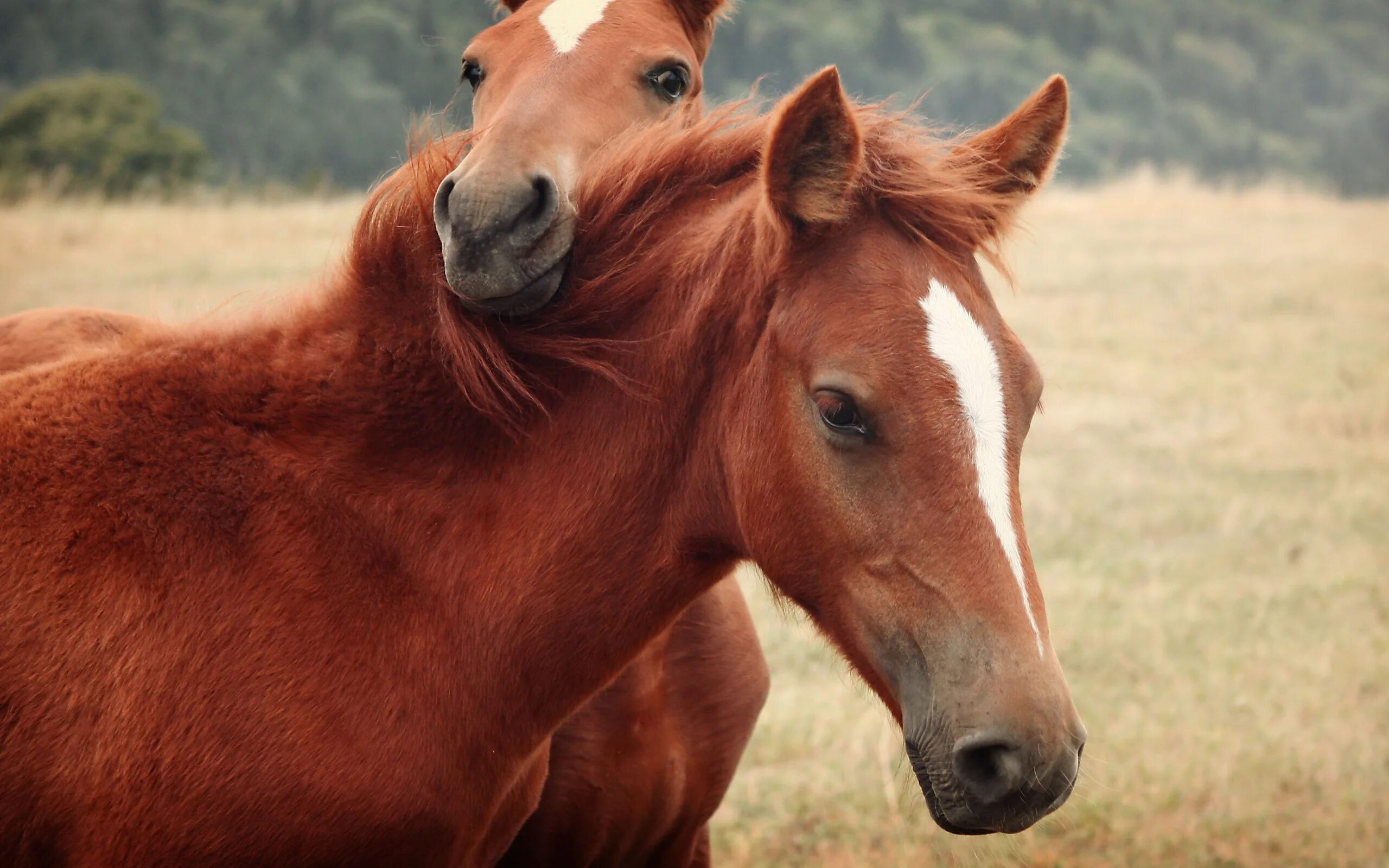 Лошадь Пржевальского Equus przewalskii. Обои лошади. Две лошади. Обои на рабочий стол лошади. Хорс год