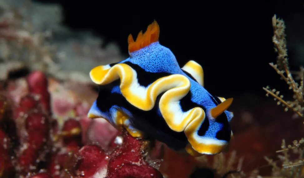 Удивительные животные океанов. Удивительные животные океанов. Морские головоногие моллюски. Дальневосточный гигантский осьминог. Головоногие моллюски осьминог синекольчатый.