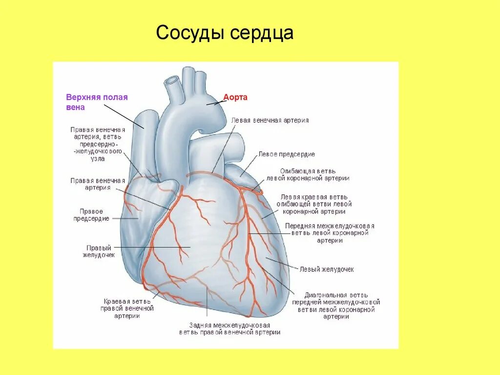 Коронарные артерии сердца схема. Коронарные артерии сердца схема анатомия. Строение сердца человека коронарные артерии. Строение сердца, сосуды (артерии и вены). Насколько сердце