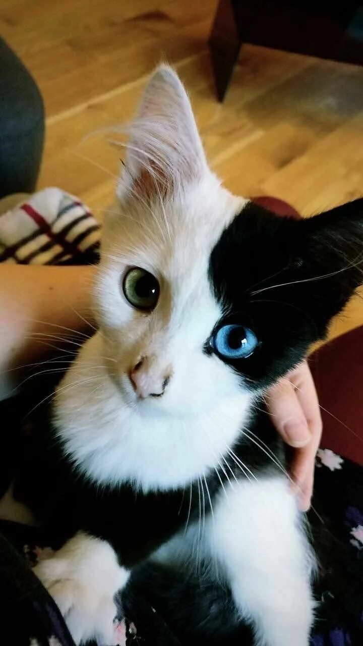 Как выглядят редкие коты 21 Hermosos gatos que tienen ojos más bonitos que tú Beaux chats, Chats adorable