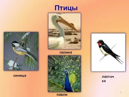 Животные окружающий мир 3 класс плешаков презентация