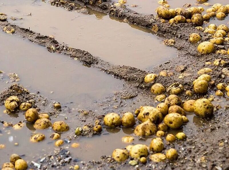 Картошка в грязи. Дождь картошка. Картофель в дождь. Картошка в воде. Картошку залило водой