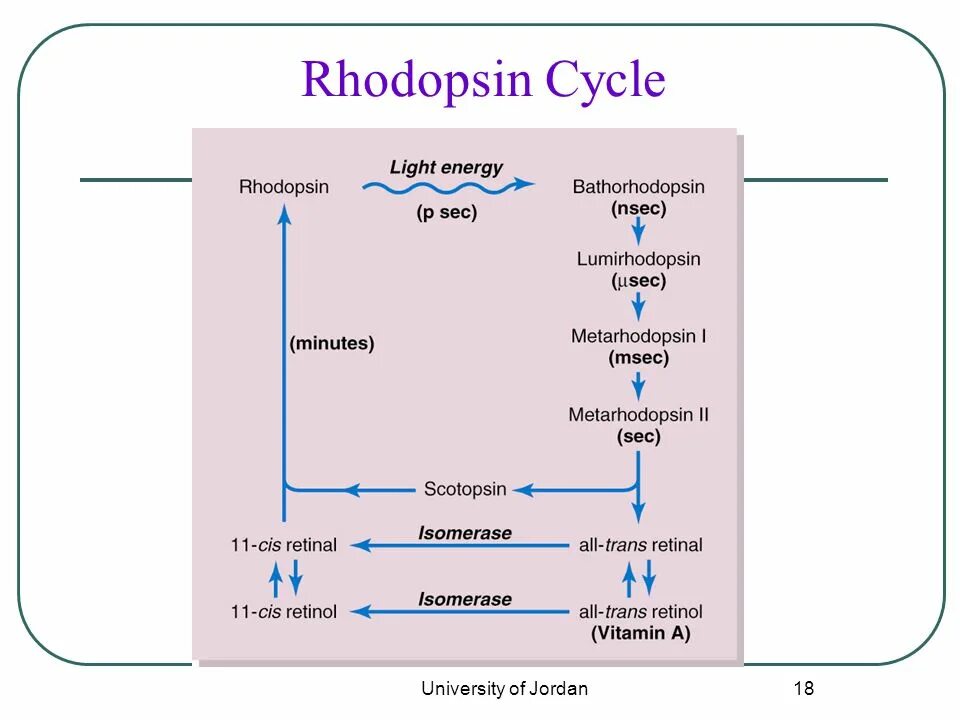 Proleptic revised metonic cycle