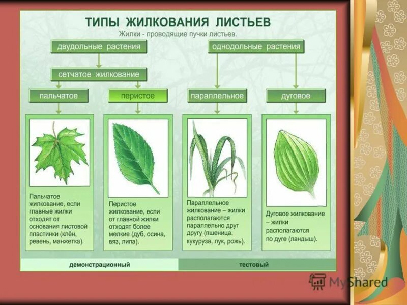 Типы жилкования простые сложные листья. Жилкование листьев папоротника. Жилкование листа морфология. Параллельное и дуговое жилкование листьев. 3 типы жилкования