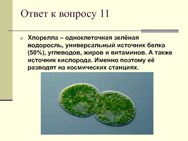 Одноклеточная водоросль хлорелла. Циста хлореллы. Зеленые водоросли хлорелла. Среда обитания водоросли хлорелла.