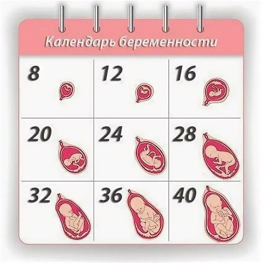 Календарь беременности. Календарь для беременных. Беременность календарь беременности. 13 неделя даты