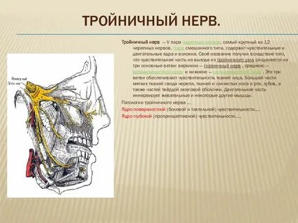 V пара тройничный нерв