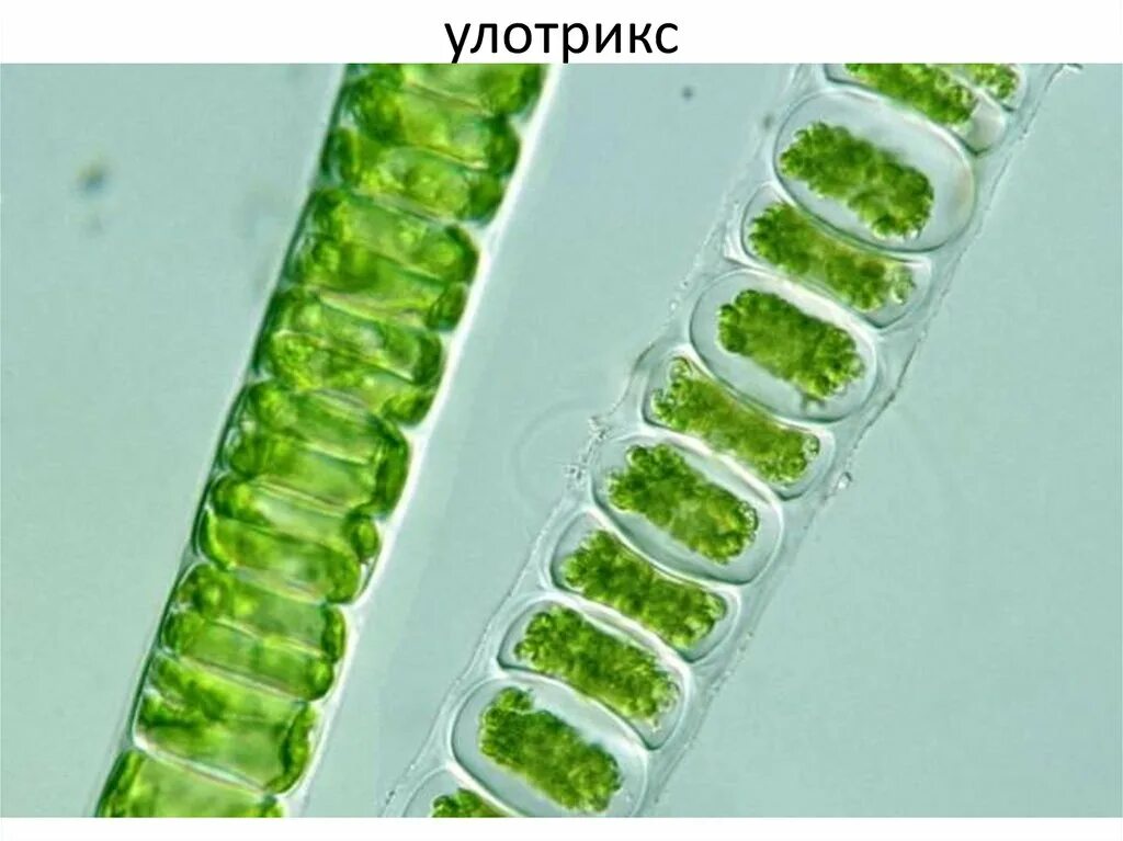 Слоевище зеленых водорослей. Улотрикс водоросль. Зеленые водоросли улотрикс. Улотрикс (Ulothrix). Улотрикс многоклеточная.