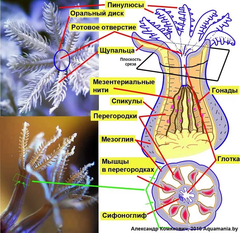 Шестилучевые коралловые полипы. Коралловые полипы строение. Класс колониальные полипы 7 класс. Полип коралл скелет. Строение коралла.