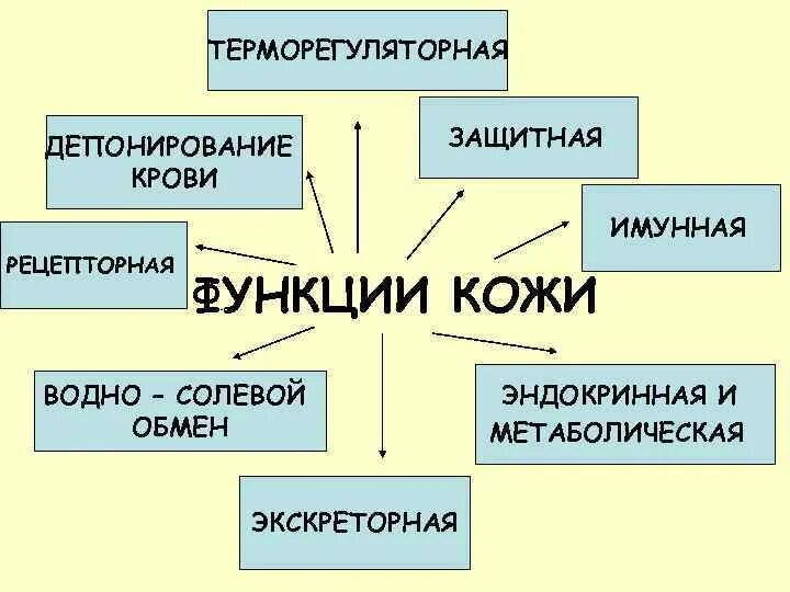 Выполняет терморегуляторную функцию. Терморегуляторная функция кожи. Терморегуляторная функция крови. Защитная, экскреторная и терморегуляторная функции кожи.. Депонирование крови функция кожи.