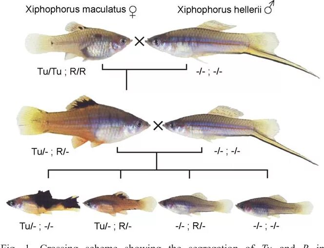 Как отличить самку. Меченосец отличие самки от самца. Меченосец Xiphophorus helleri. Меченосец зеленый Xiphophorus helleri. Меченосец рыбка как отличить самца от самки.