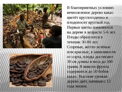 В какое время года плодоносит дерево какао