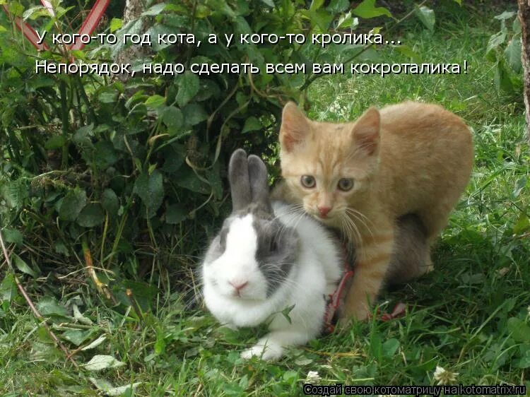 Кот в костюме зайца. Заяц хваста. У домашнего кота как у зайца. У домашнего кота как у зайца. Заяц хваста.