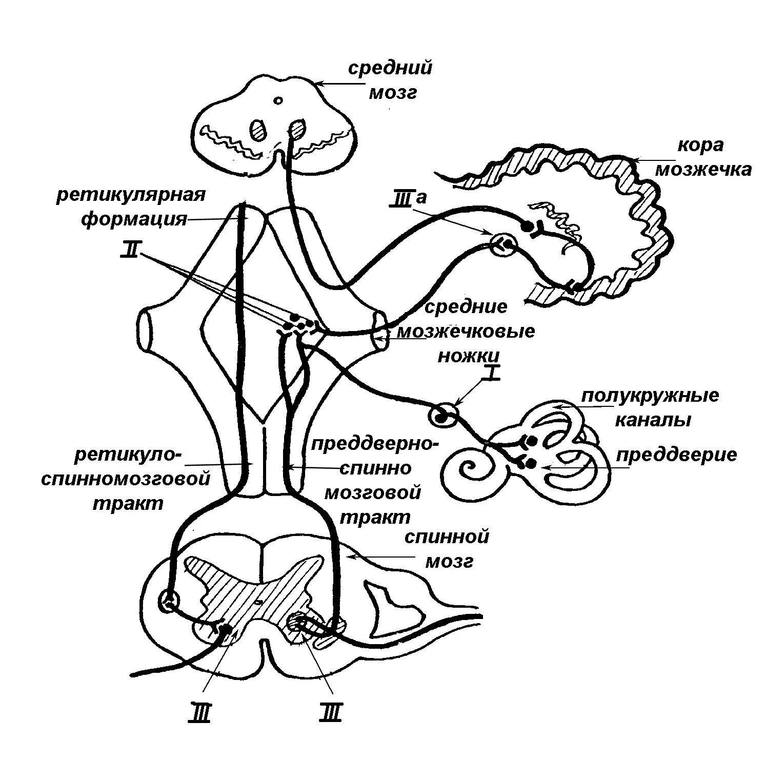 Вестибулярный аппарат мозг. Вестибулярный анализатор спинномозговой путь. Путь вестибулярного анализатора схема. Проводящий путь вестибулярного анализатора. Ретикулярно спинномозговой путь схема.
