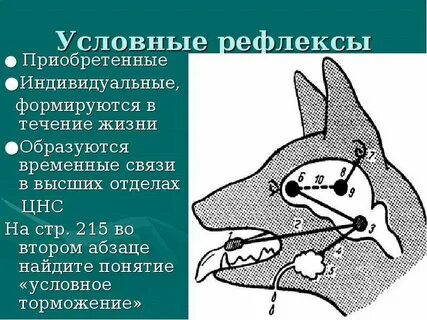 Условные рефлексы птиц