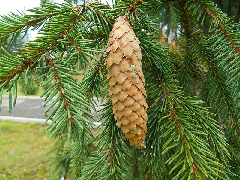 Зеленая шишка ели. Ель европейская Picea Abies. Ель обыкновенная Picea Abies. Ель обыкновенная (Picea Excelsa). Ель европейская (ель обыкновенная) шишки, хвоя.