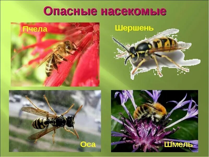 Жалящие насекомые 2 класс окружающий мир атлас определитель. Опасные насекомые в лесу 2 класс. Опасные насекомые для детей. Какое насекомое неопасно оса шмель клещ муравей. Кто такие насекомые.