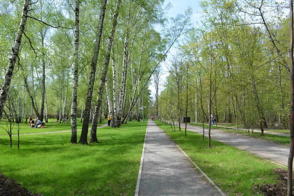 Группа московский парк. Сокольники парк Берёзовая аллея. Сокольнический парк Москва. Лесопарк Сокольники. Парк Сокольники Главная аллея.