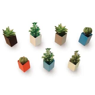 Mini plant