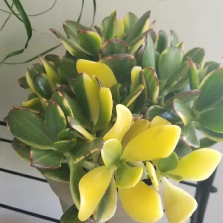 Крассула солана. Крассула lemon lime. крассула овата обликва. crassula ovata &#039;solana&#039;.