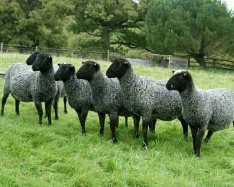 Грубошерстные породы овец Романовская. Баран каракульской породы. Романовская порода овец.