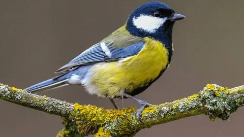 Vogel im
