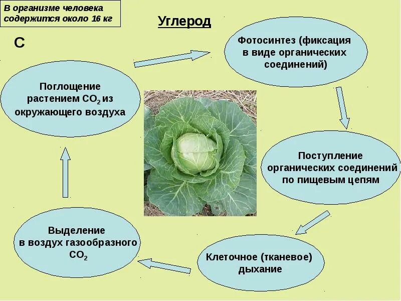 Углерод в организме человека. Углерод в растениях. Роль углерода в жизни человека. Углерод содержится в организме человека. Почему углерод называют элементом живой природы