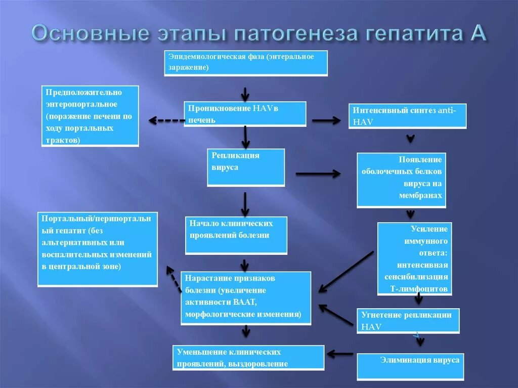 Гепатит а патогенез. Патогенез вирусного гепатита в схема. Патогенез гепатита а схема. Патогенез вирусных гепатитов кратко. Вирус гепатита а патогенез.