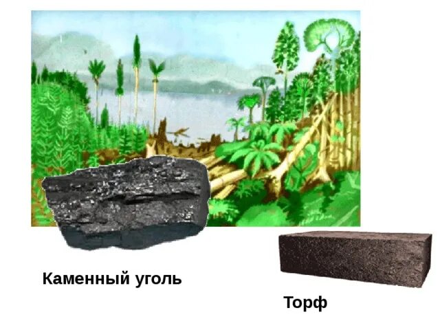 Образование каменного угля 5. Уголь торф. Каменный уголь и торф. Образование каменного угля. Каменный уголь из торфа.