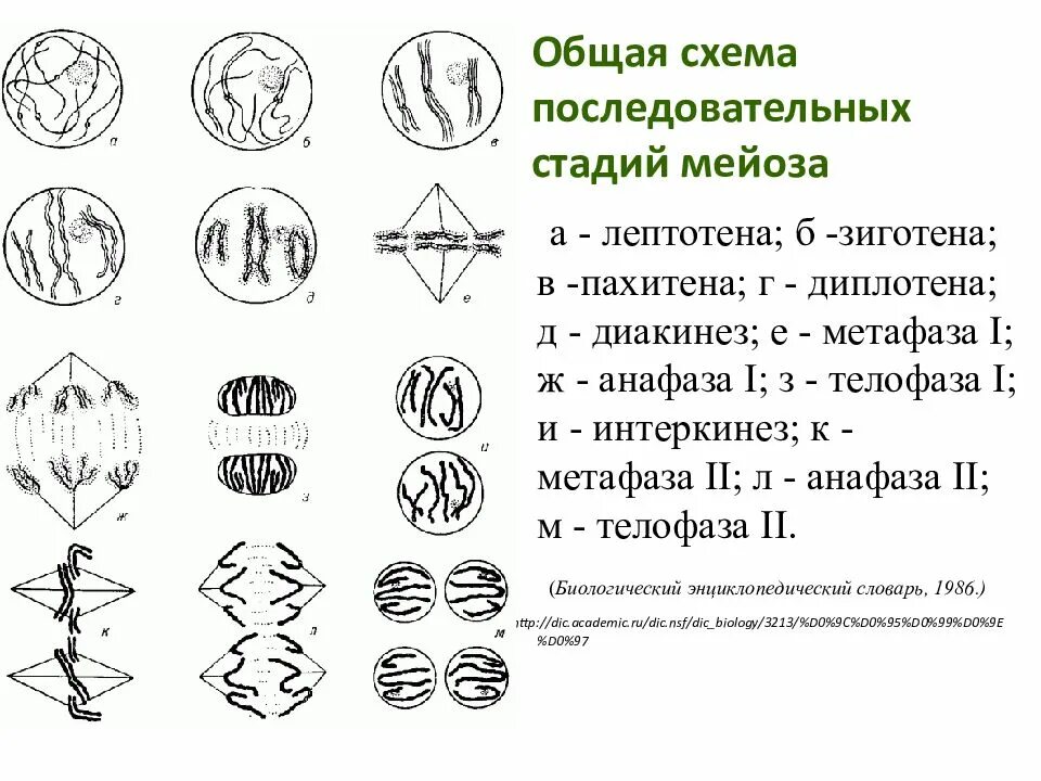 Мейоз простая схема. Схема стадий мейоза. Мейоз диплотена пахитена. Схема мейоза и его фазы.