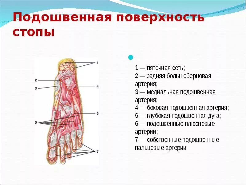 Тыльная артерия стопы анатомия. Подошвенные дуги анатомия. Медиальная и латеральная подошвенные артерии. Подошвенные плюсневые артерии. Основные артерии стопы