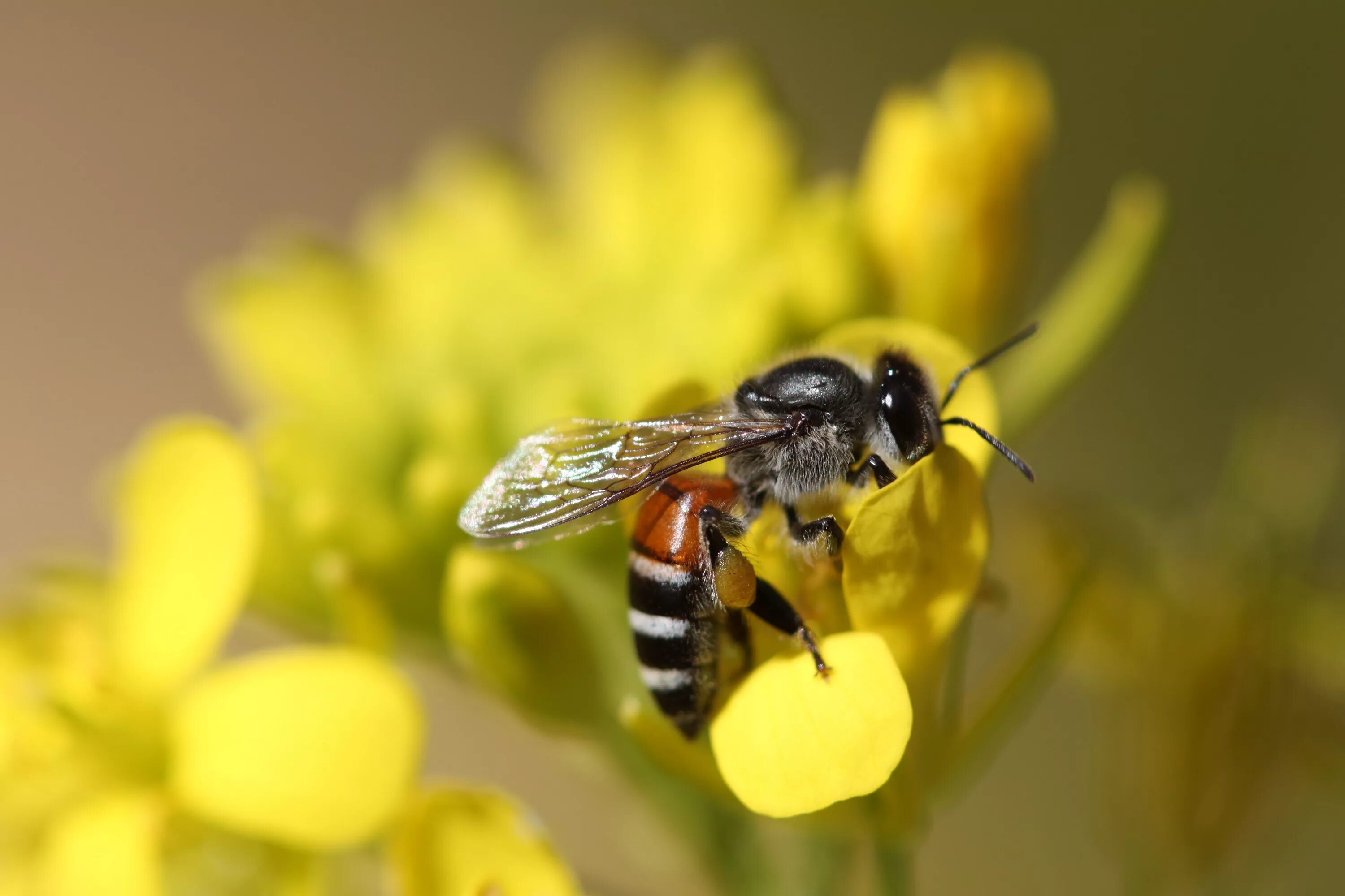 Апи пчела. Пчела АПИС Меллифера. Карликовые медоносные пчелы. APIS mellifera carnica. Карпатская пчела.