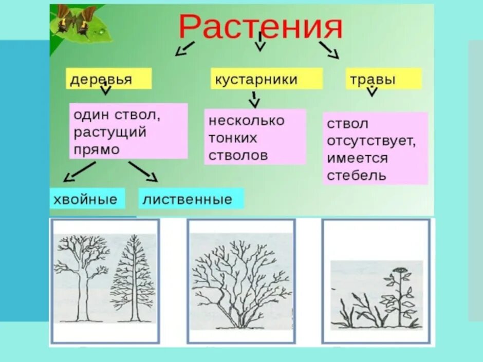 Деревья и кустарники 2 класс окружающий мир. Деревья кустарники травы. дерево кустарник травянистое растение. дерево кустарн и ктравинистые растение.. деревья кустарники травы цветы.