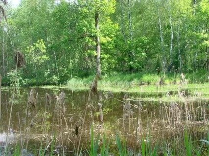 Болото 5 6