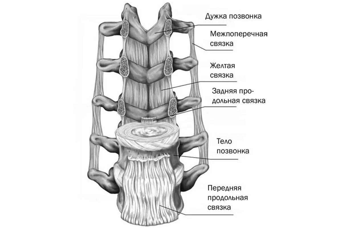 Связки позвоночного столба вид спереди. Связочный аппарат позвоночника анатомия. Анатомия связок поясничного отдела позвоночника. Строение позвоночника человека анатомия мышцы.