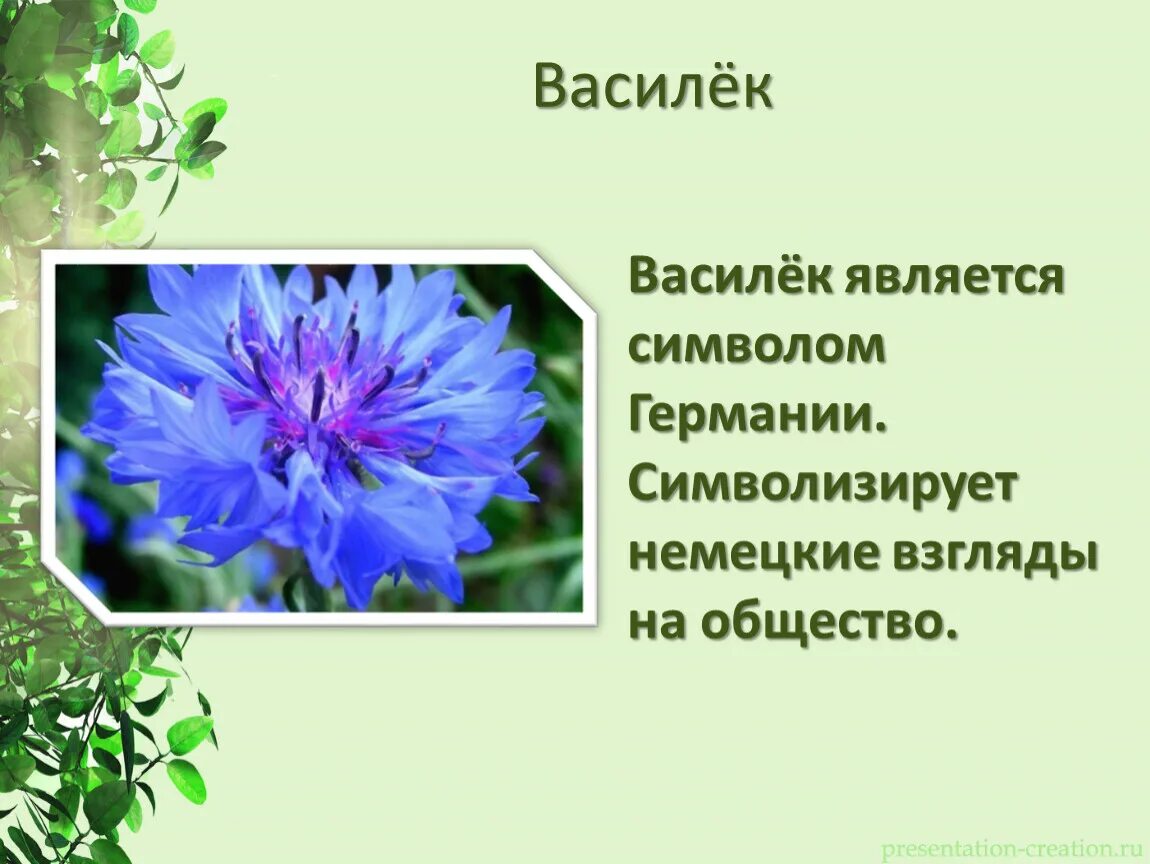 Растение символ страны. Растения символы разных стран. Василек является символом России. Растение символ России.