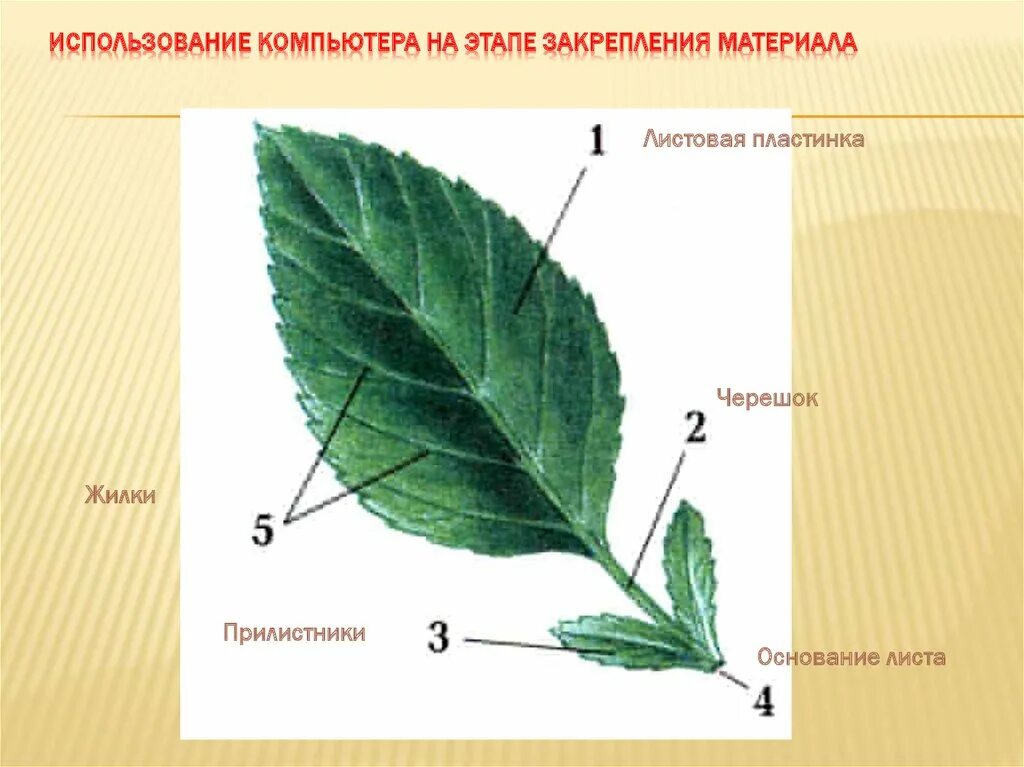 В жилках листа находится сверху. Черешок прилистники листовая пластинка. Основание черешок листовая пластинка у листа. Прилистник черешок основание листа. Черешок прилистники листовая пластинка у листа.