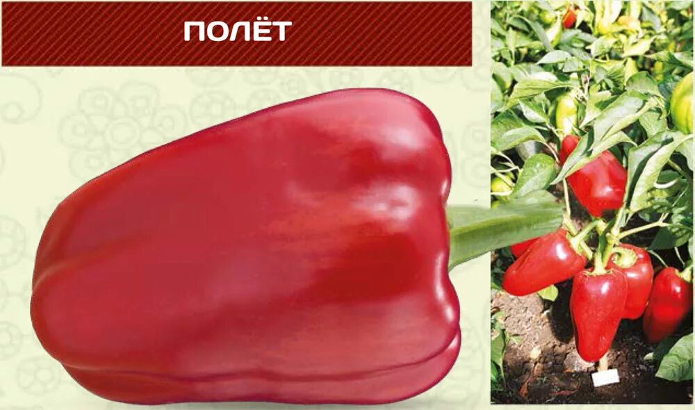 перец полет описание. семена перца полет молдавской селекции. перец полет отзывы. полет f1 перец ницсса. перец сладкий полёт +.