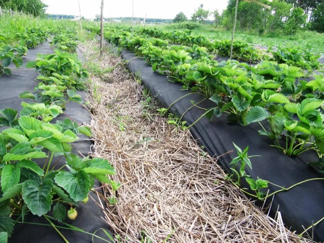 агроткань агротекс. ) белый укрывной. можно ли спанбондом. мульча агроспанбонд. спанбонд 3,2м*10м (30 гр/м.