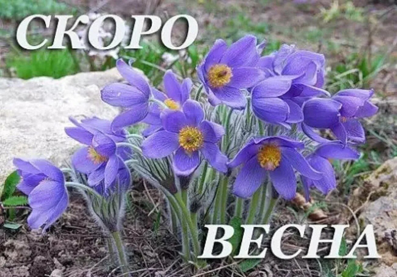 Склро Ансна.