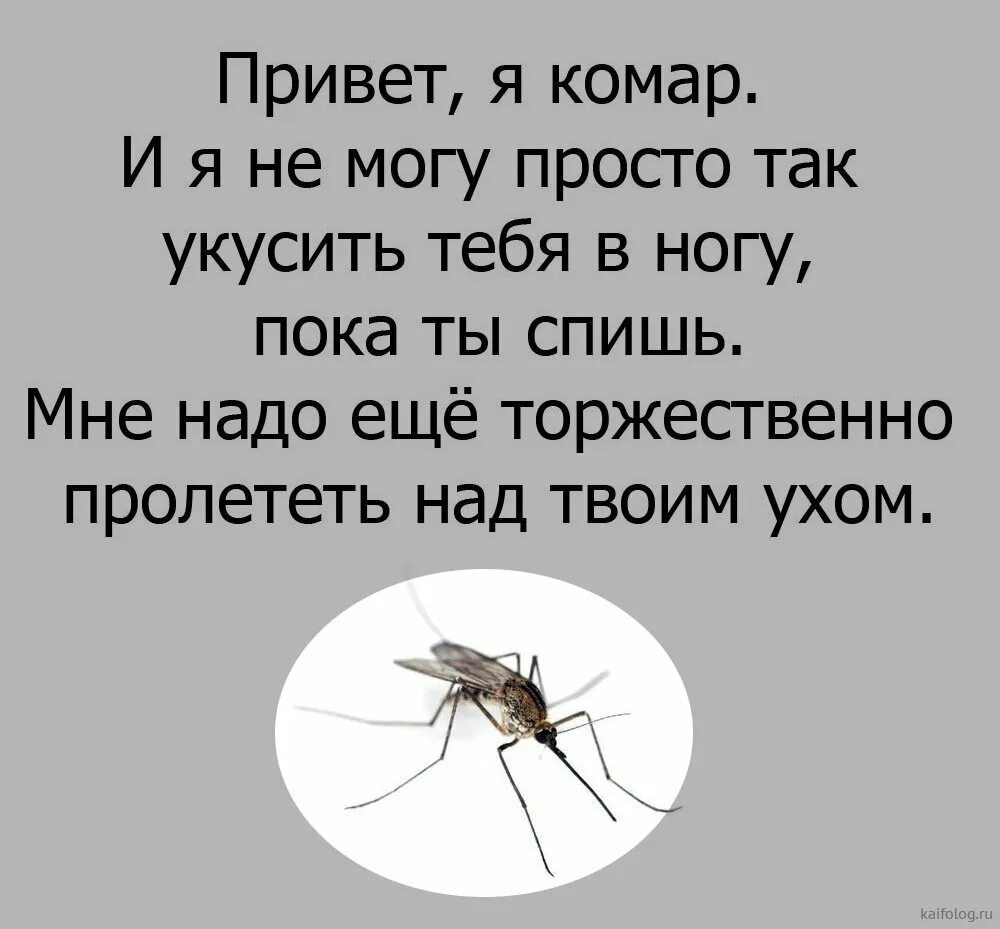 Басня про комара и муху. Комар. комар прикол. приколы про комаров. шутки про комара.