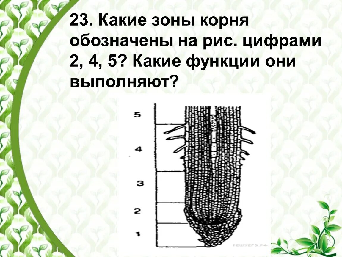 Строение молодого корня фасоли под микроскопом. Зоны корня. Зоны участки корня. Строение корня зоны. Зоны корня рисунок.